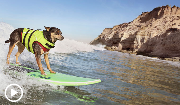 dog surfing