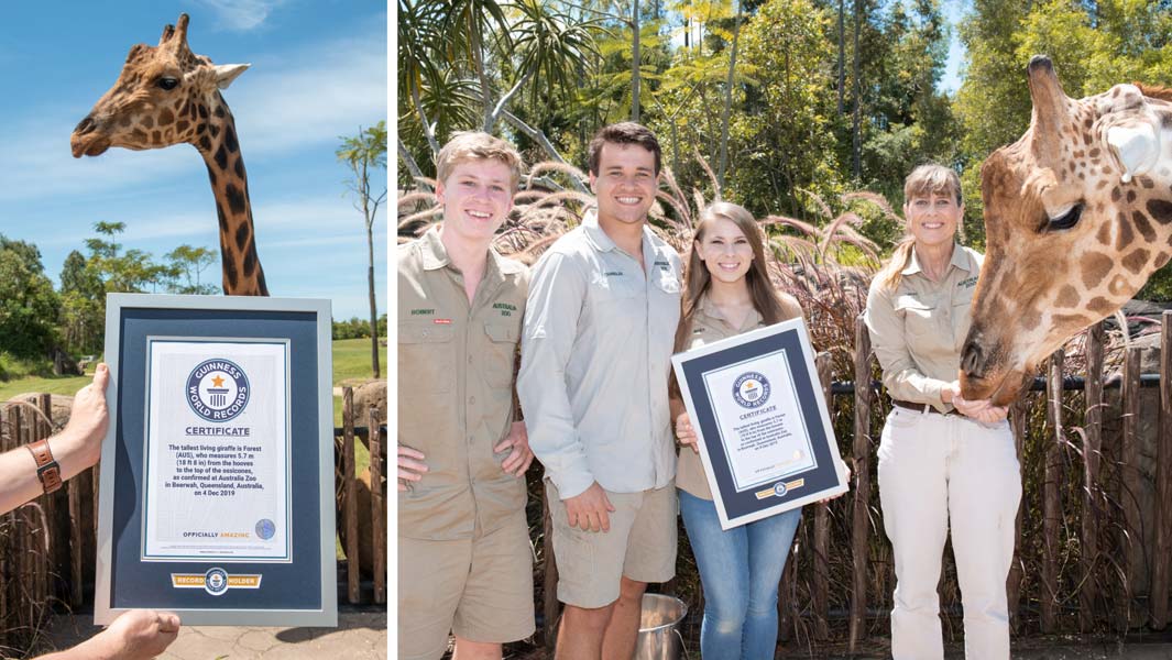 compilation-of-worlds-tallest-giraffe-Forest-with-the-Irwin-family