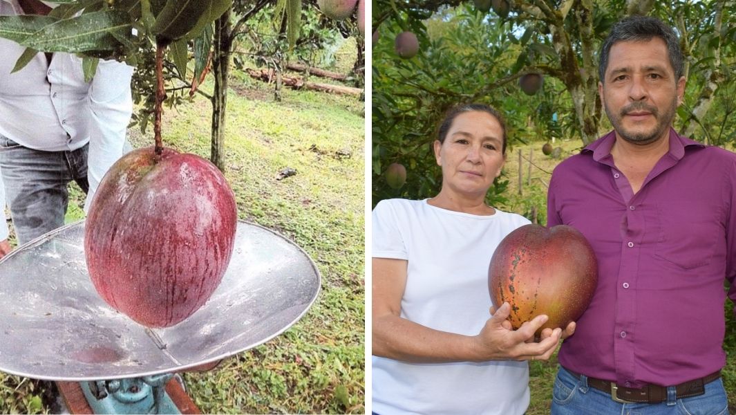 Heaviest Mango found in Colombia