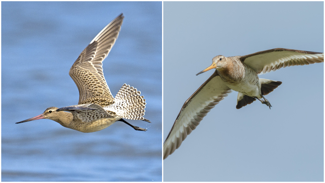 split image of a bar tailed godwit