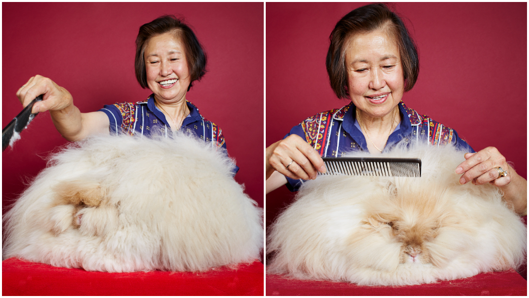split-image-of-betty-chu-and-franchesca-the-rabbit-and-betty-chu-grooming-franchesca.jpg