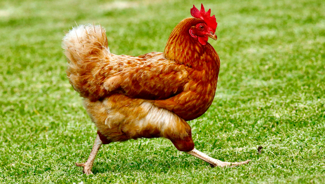 Chicken walking