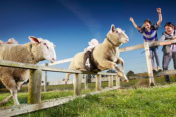goats jumping over small gate