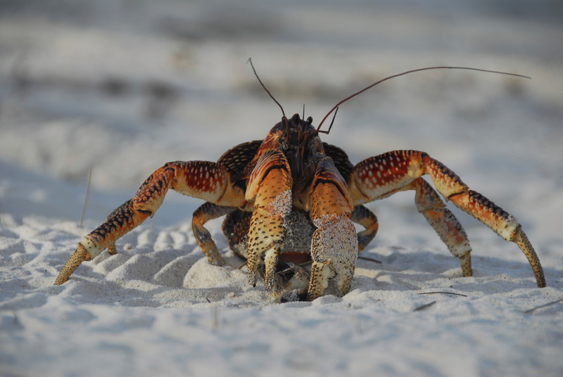 Heaviest crustacean on land | غينيس للأرقام القياسية